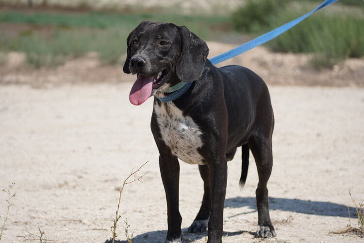 Black pointer x labrador