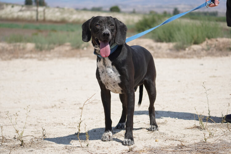 Black pointer x labrador