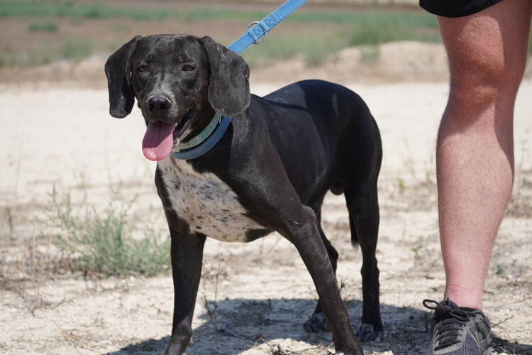 Black pointer x labrador