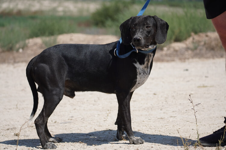 Black pointer x labrador