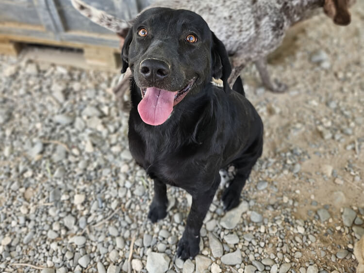 Stamatis labrador cross