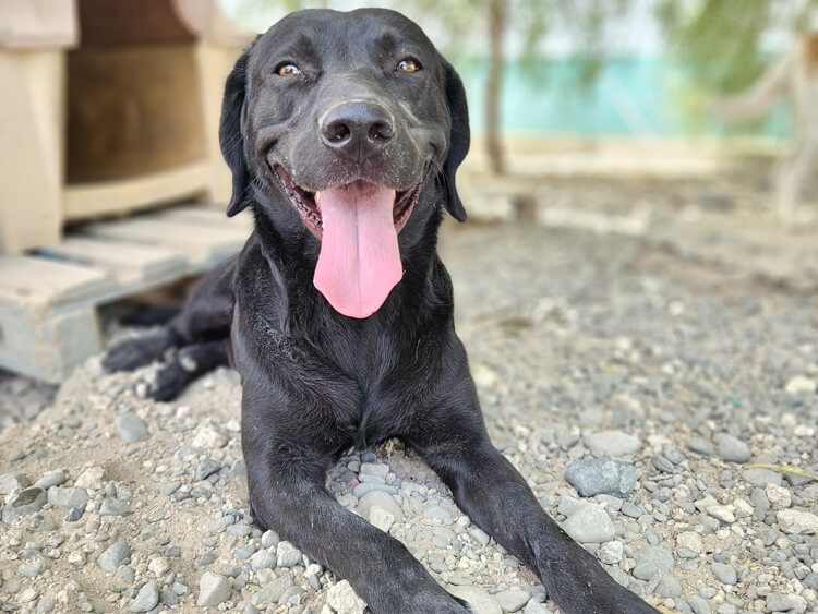 Stamatis labrador cross