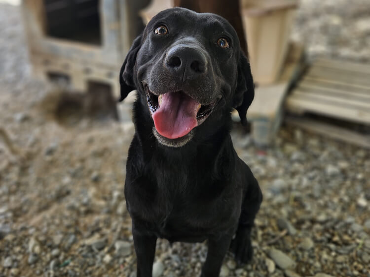 Stamatis labrador cross