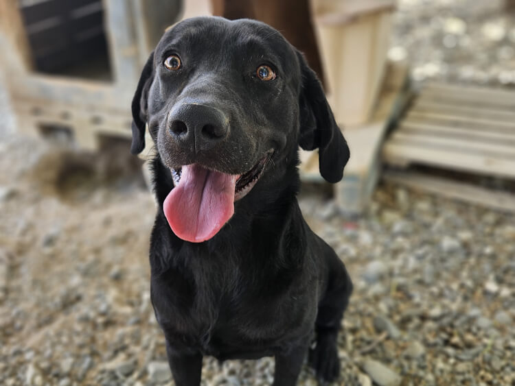 Stamatis labrador cross