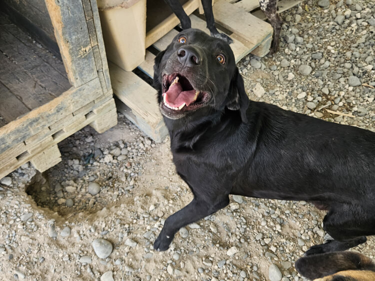 Stamatis labrador cross