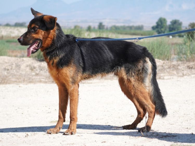 Rambo german shepherd cross