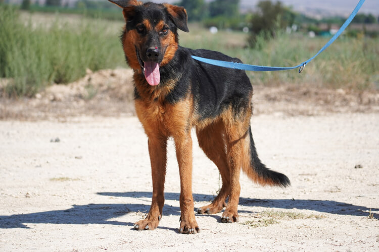 Rambo german shepherd cross