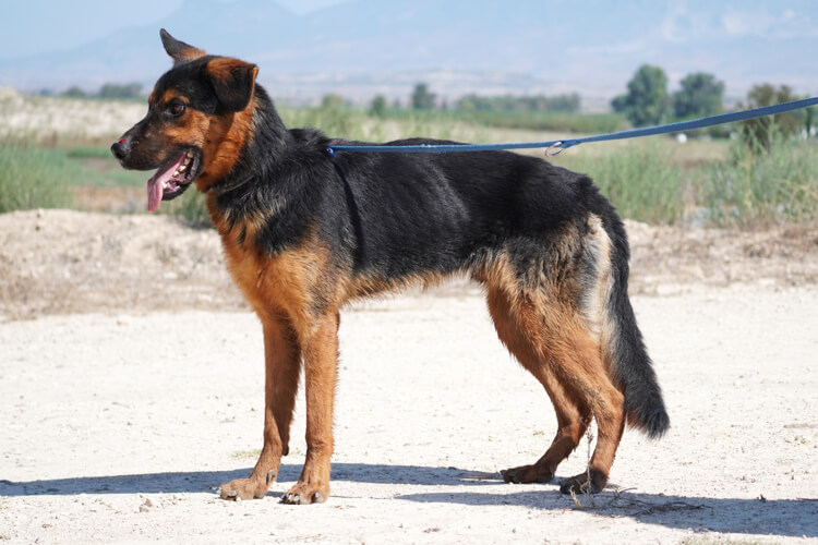 Rambo german shepherd cross