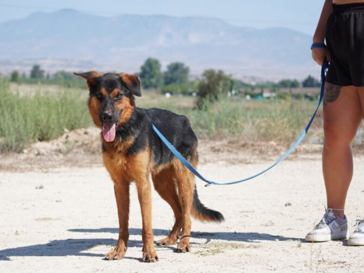 Rambo german shepherd cross