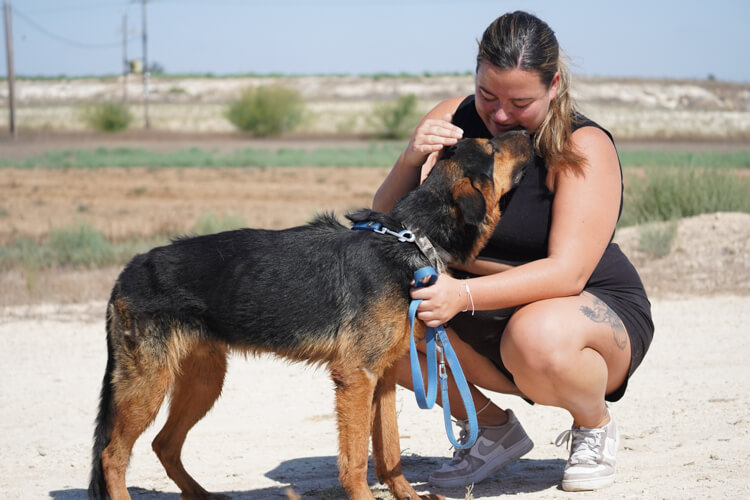 Rambo german shepherd cross