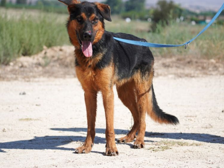 Rambo german shepherd cross