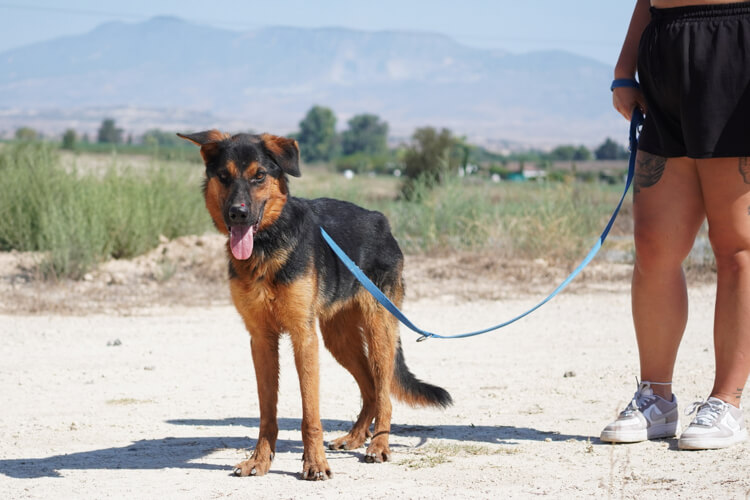 Rambo german shepherd cross