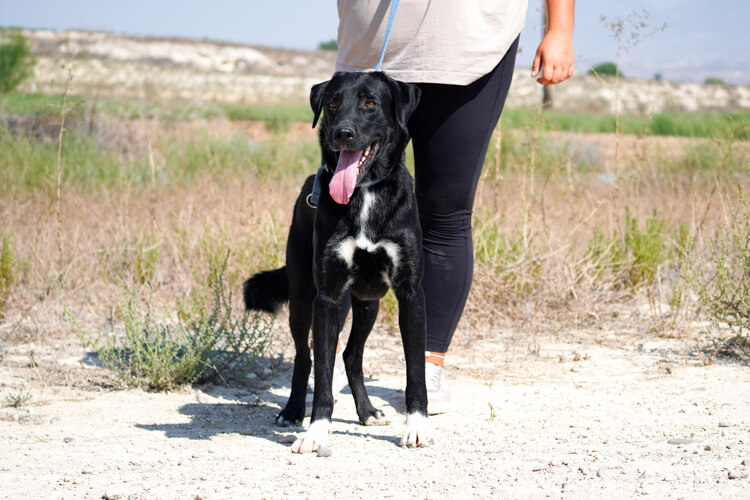 Balto labrador