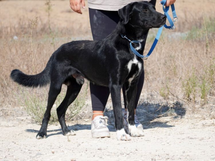 Balto labrador