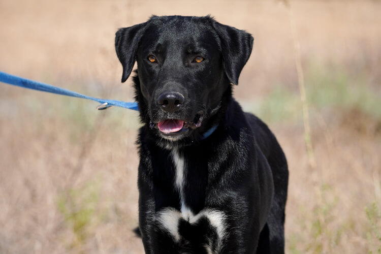 Balto labrador