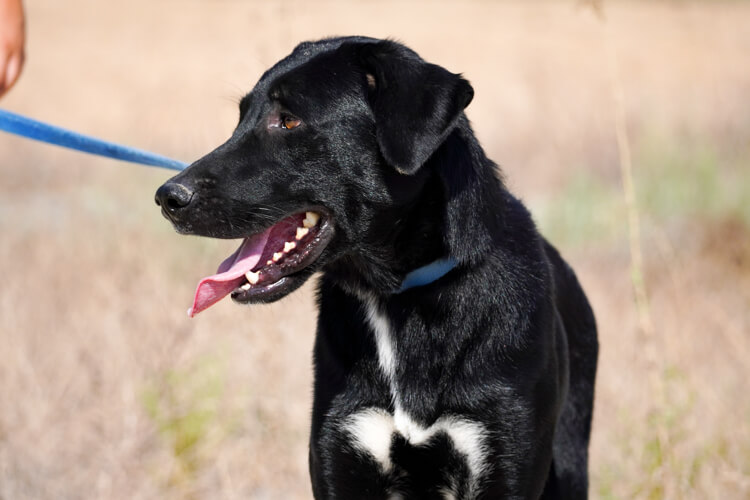 Balto labrador