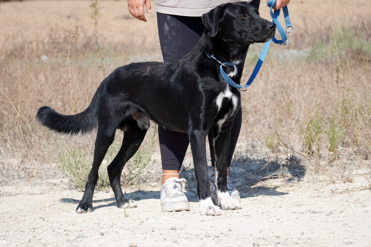 Balto labrador