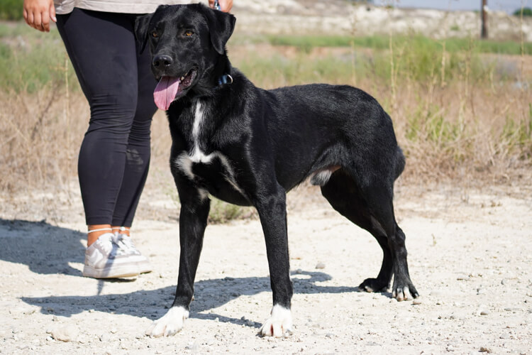 Balto labrador