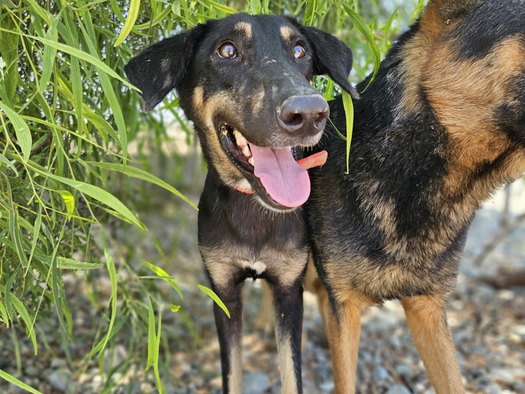 Granada cross dog