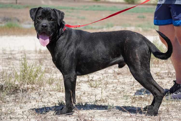 Bentley cane corso