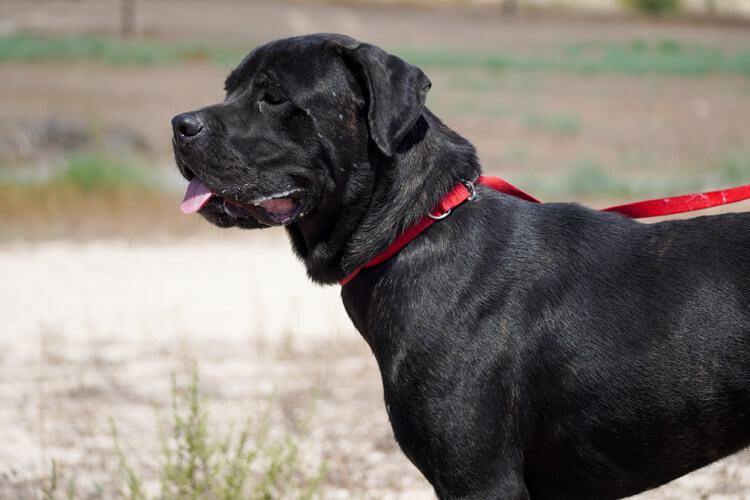 Bentley cane corso