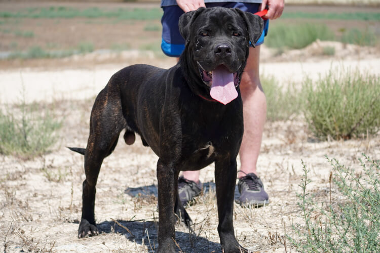 Bentley cane corso