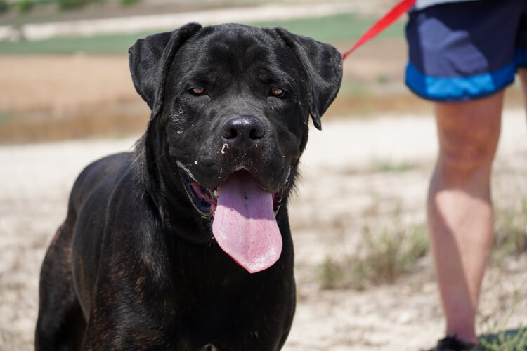 Bentley cane corso