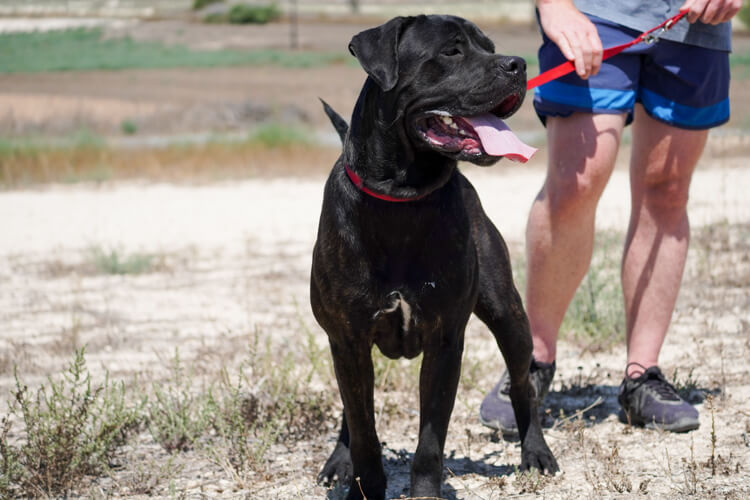 Bentley cane corso