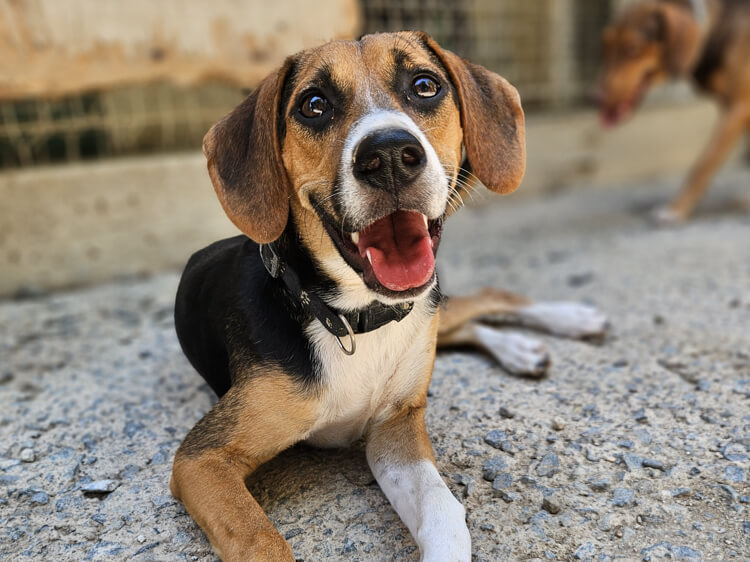 Mia beagle