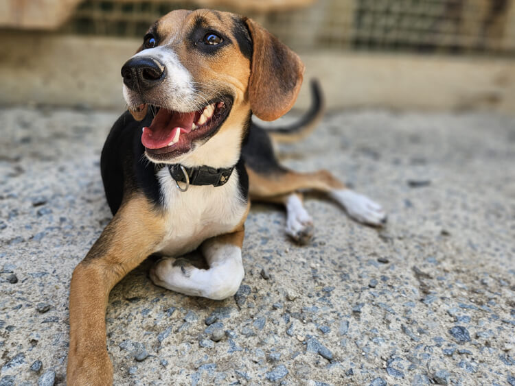 Mia beagle