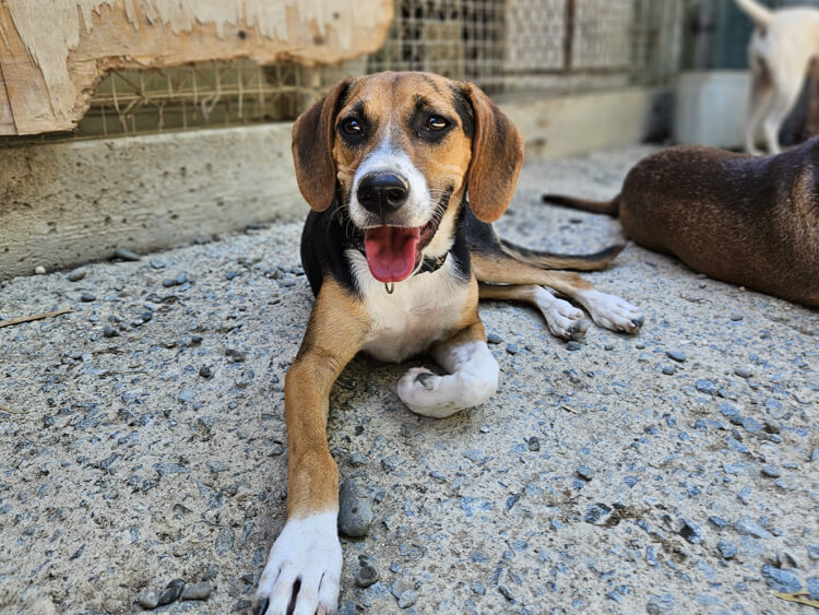 Mia beagle