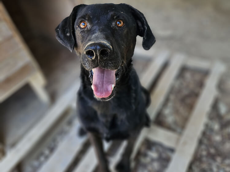 Kane labrador