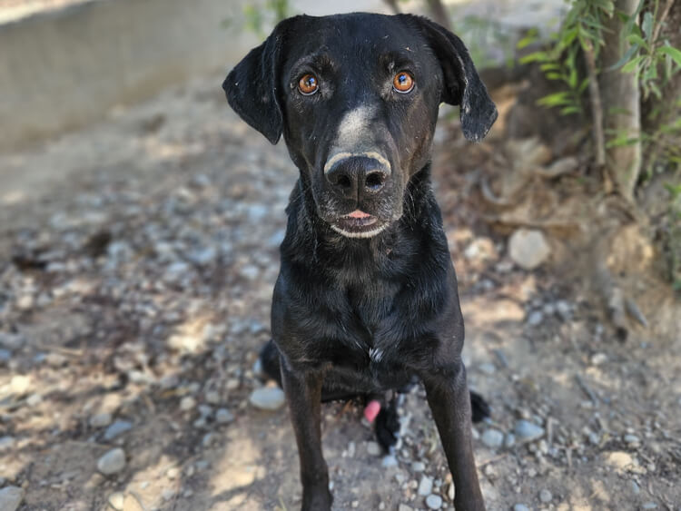 Kane labrador