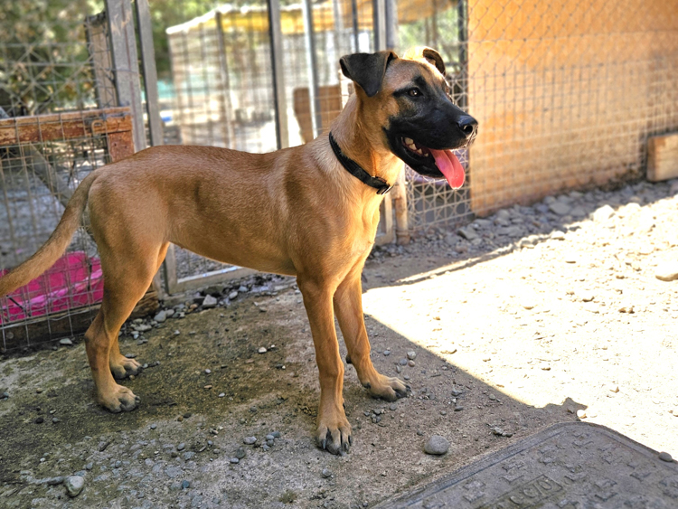 Fanny malinois puppy