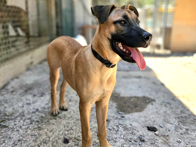 Fanny malinois puppy