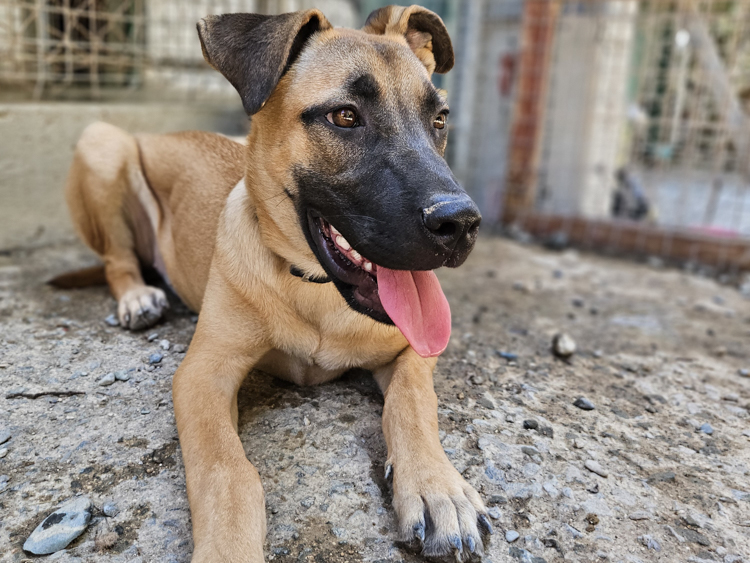 Fanny malinois puppy