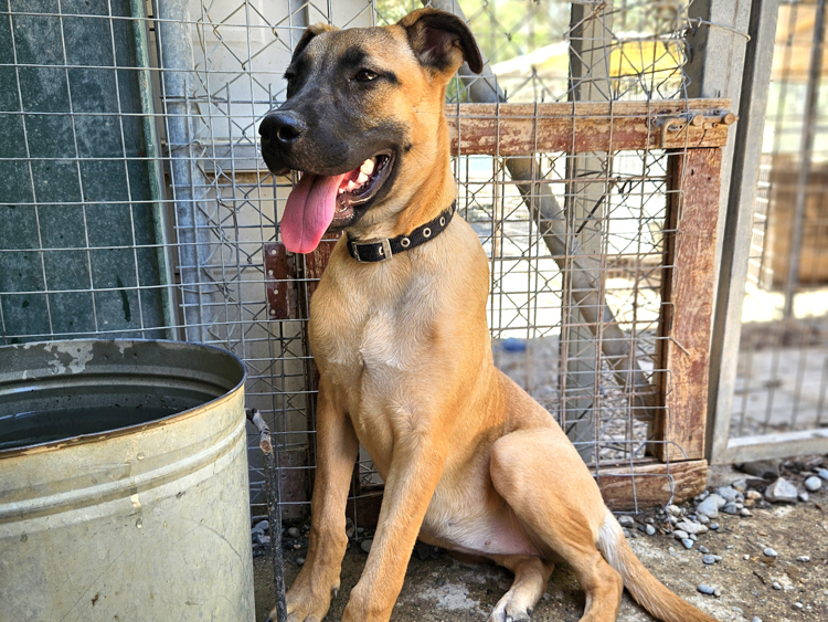 Fanny malinois puppy