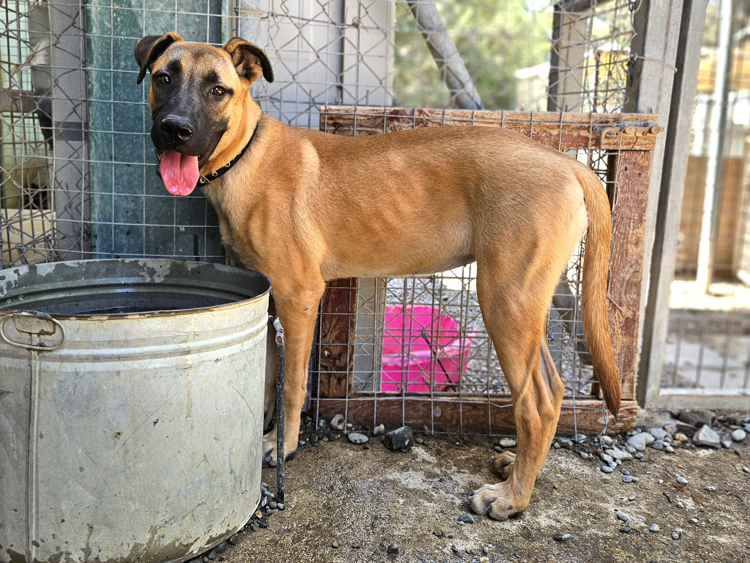 Fanny malinois puppy