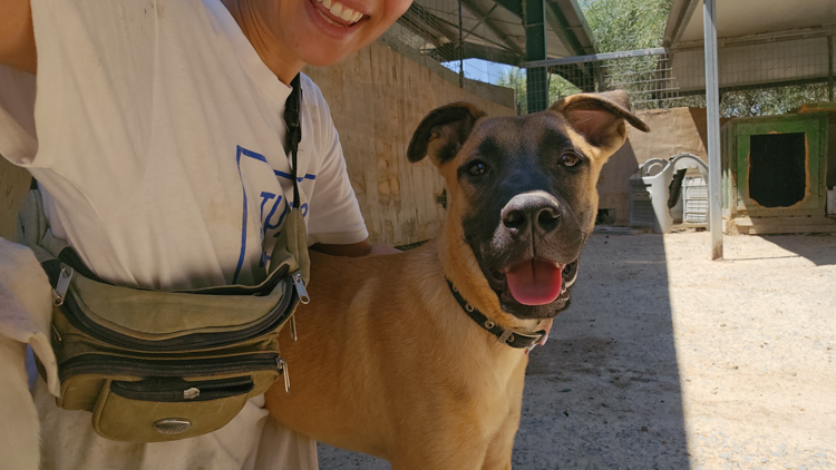 Fanny malinois puppy