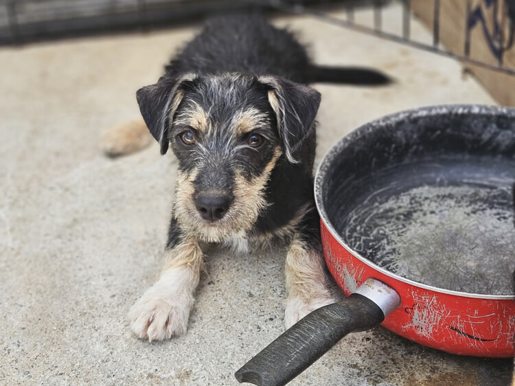 Jasper terrier puppy