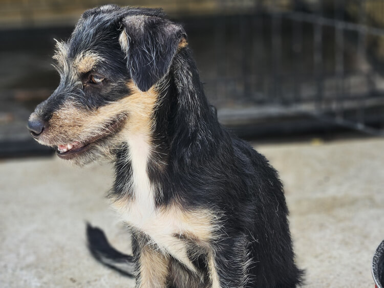 Jasper terrier puppy