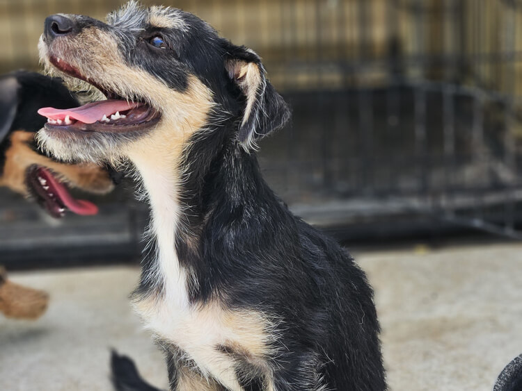 Jasper terrier puppy