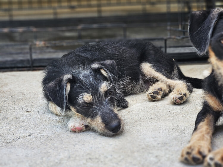 Jasper terrier puppy