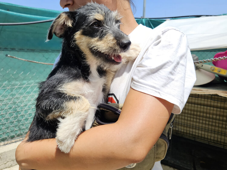 Jasper terrier puppy