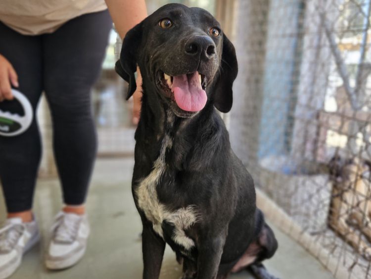 Poppy pointer labrador