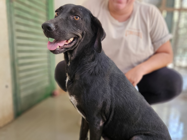 Poppy pointer labrador dog