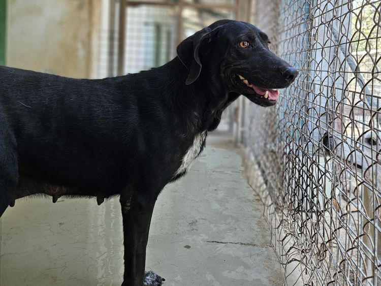 Poppy pointer labrador dog