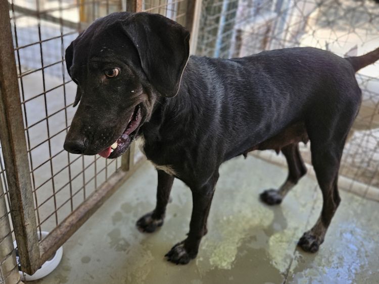 Poppy pointer labrador dog