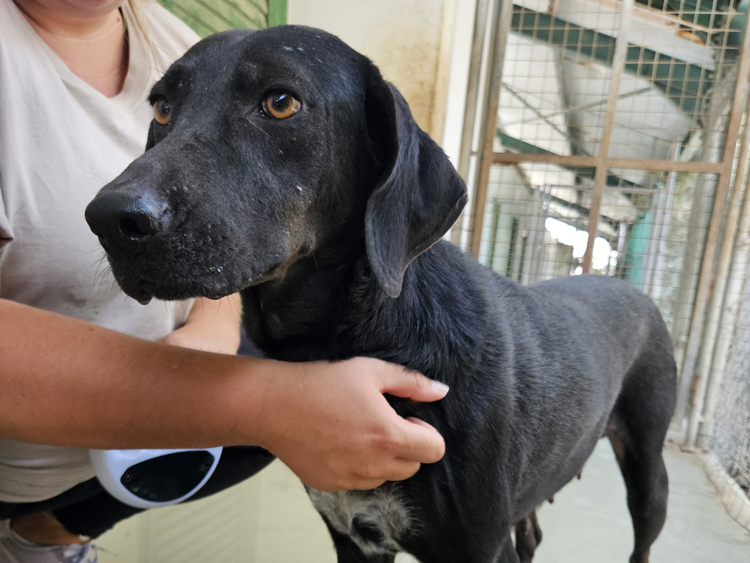 Poppy pointer labrador dog