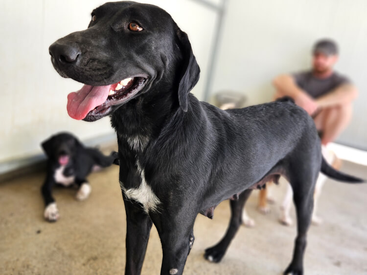 Sally labrador pointer